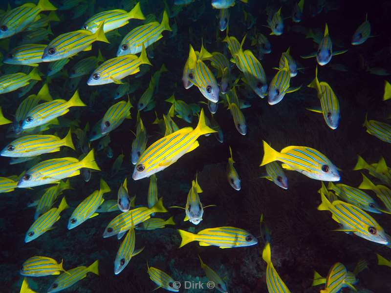 duiken malediven zuid ari atoll