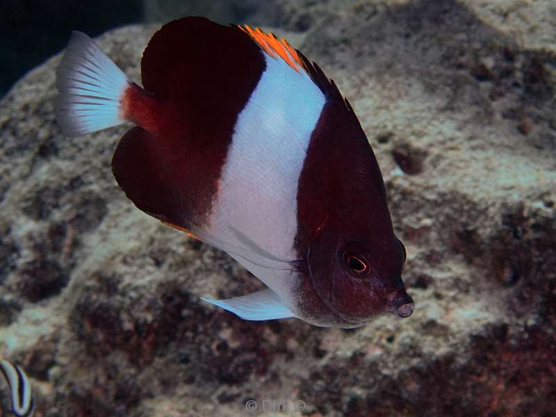 duiken malediven zuid ari atoll