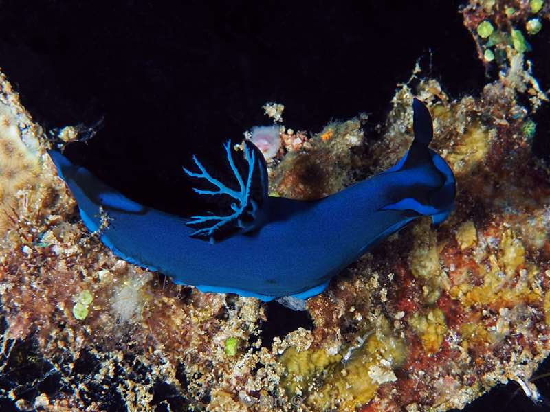 duiken malediven zuid ari atoll