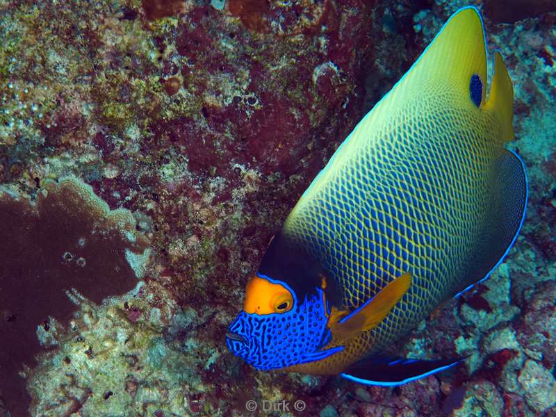 duiken malediven zuid ari atoll
