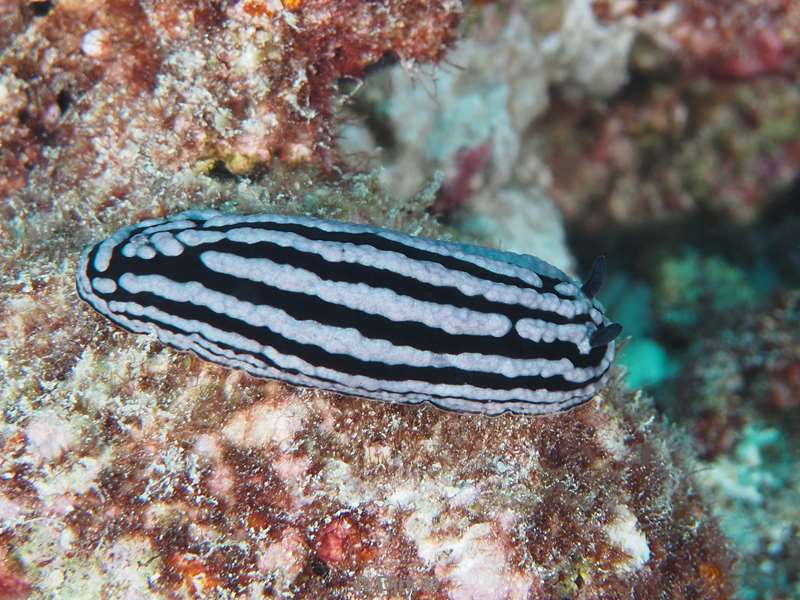duiken malediven zuid ari atoll