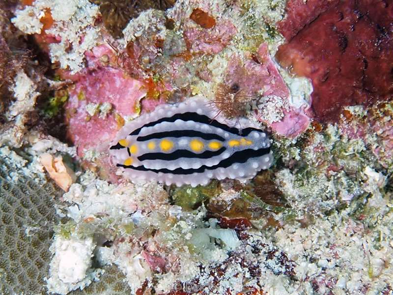 duiken malediven zuid ari atoll