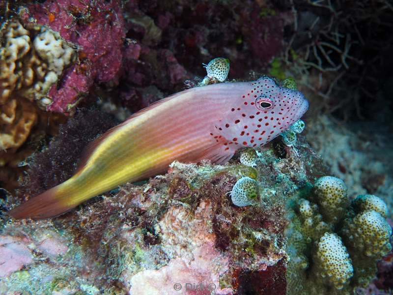 duiken malediven zuid ari atoll