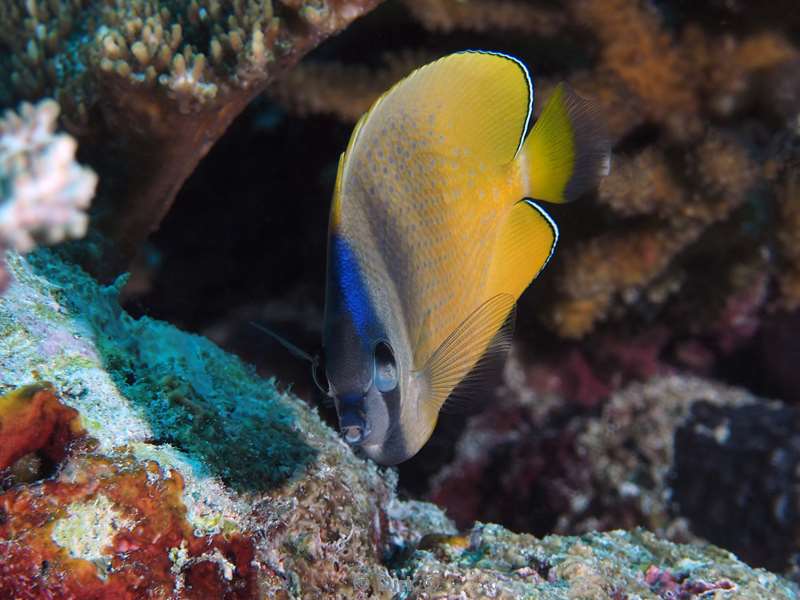 duiken malediven zuid ari atoll