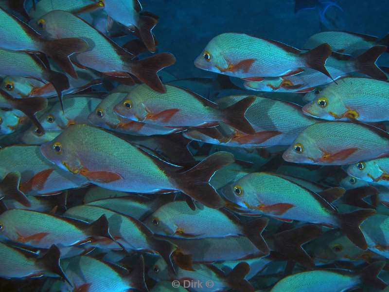 duiken malediven zuid ari atoll