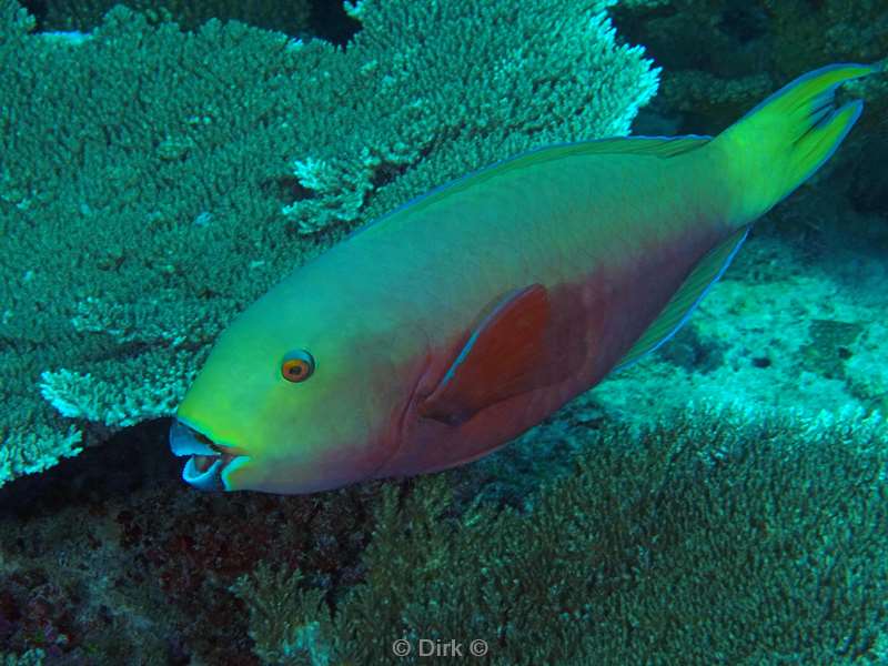 duiken malediven zuid ari atoll