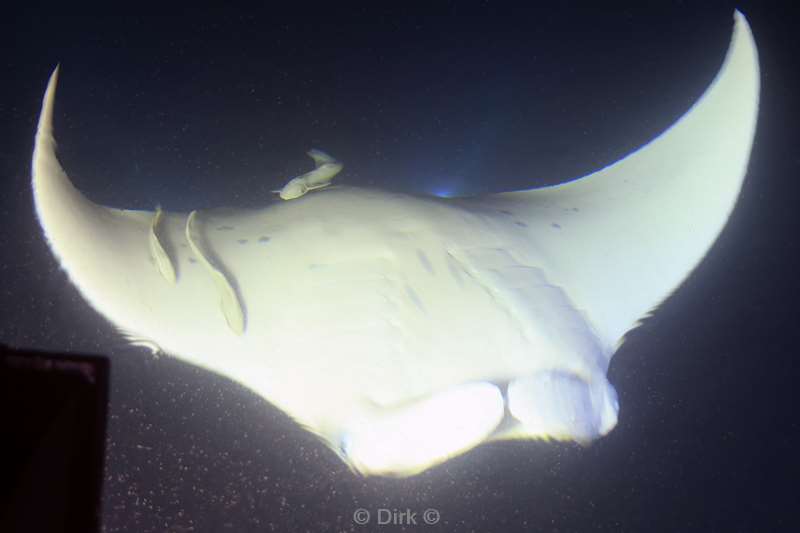duiken malediven zuid ari atoll