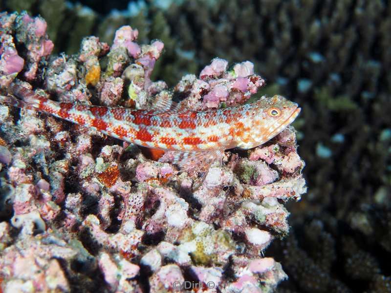 duiken malediven zuid ari atoll