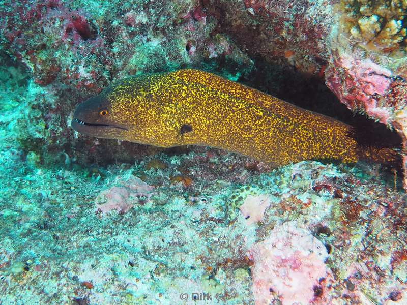 duiken malediven zuid ari atoll