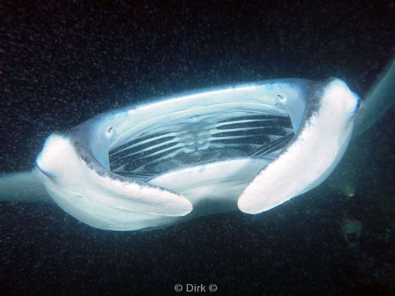 duiken malediven zuid ari atoll