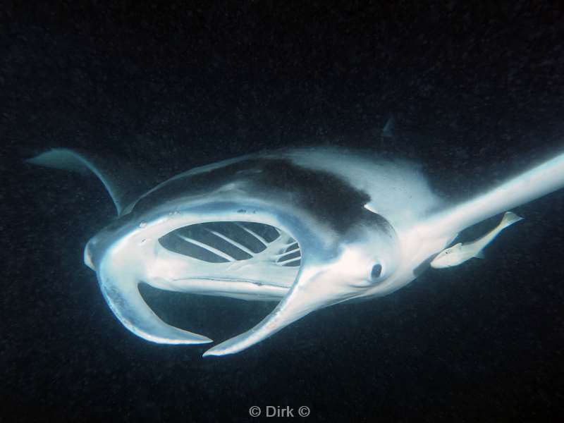 duiken malediven zuid ari atoll