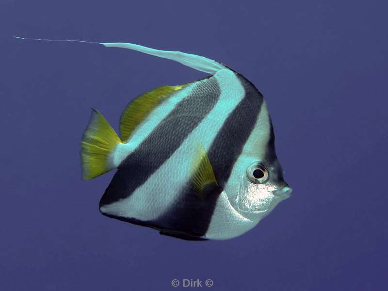 duiken malediven zuid ari atoll