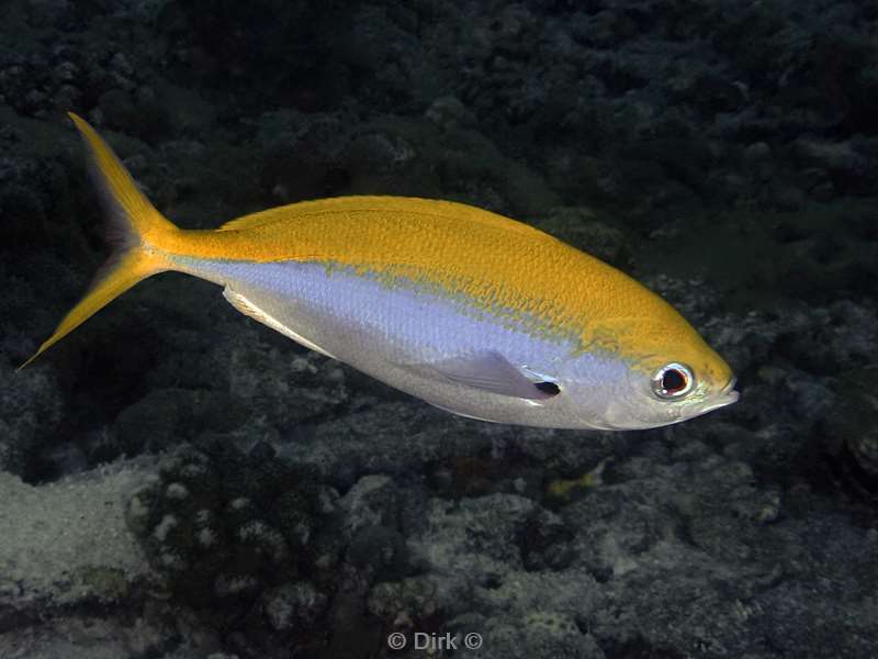 duiken malediven zuid ari atoll
