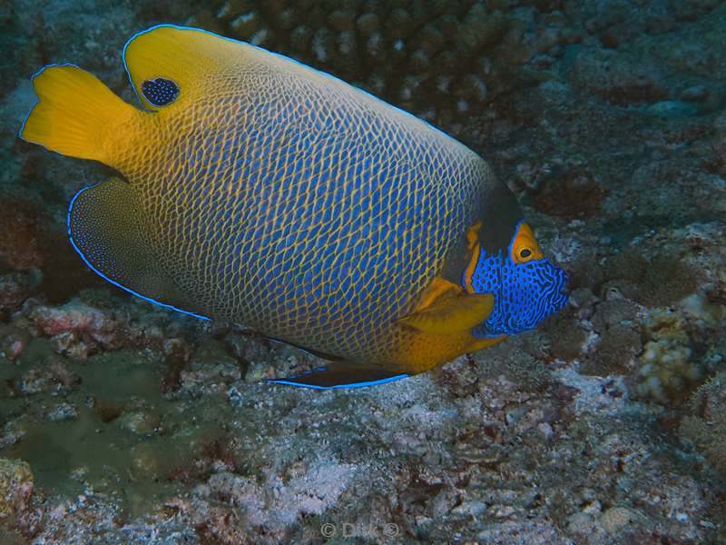 duiken malediven zuid ari atoll