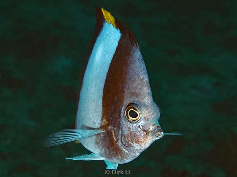 duiken malediven zuid ari atoll