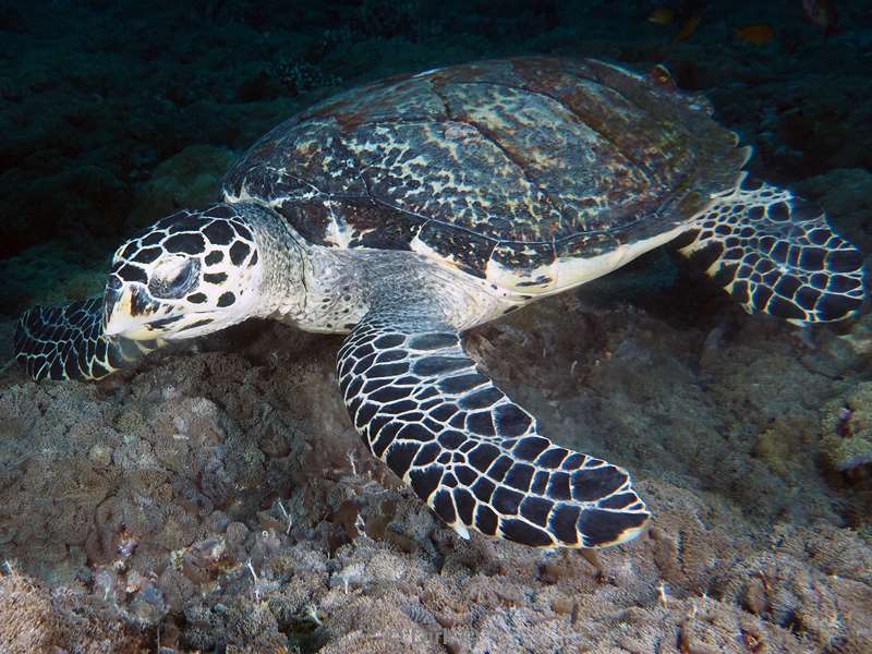 duiken malediven zuid ari atoll