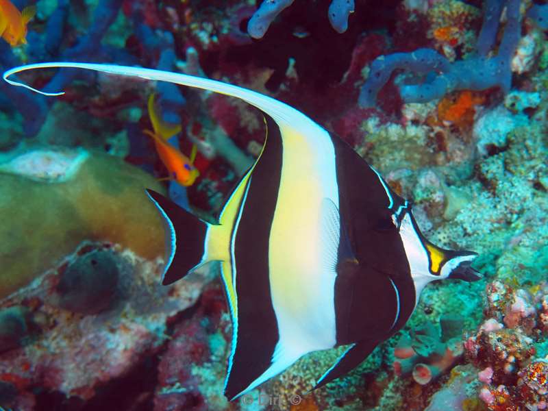 duiken malediven zuid ari atoll