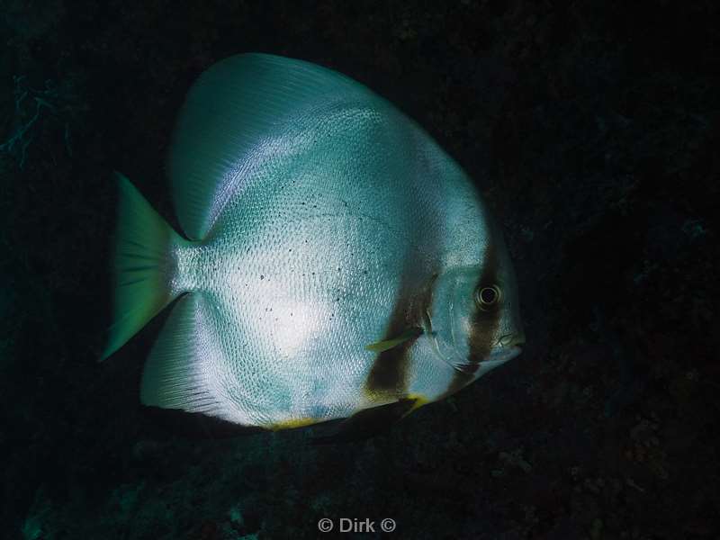 duiken mabul batfish