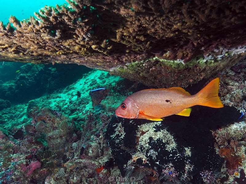 duiken sipadan bigeyefish