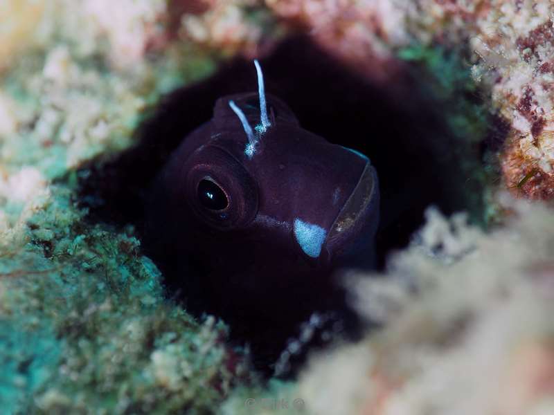 mabul kapalai yellow ribbon black blenny