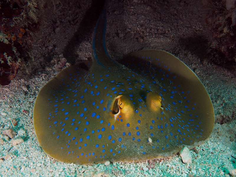 duiken mabul kapalai blue spotted ray