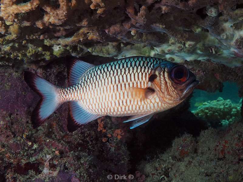 duiken sipadan bronze soldierfish