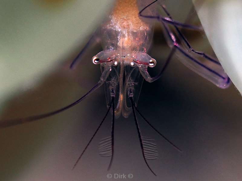 duiken mabul kapalai bubble coral shrimp