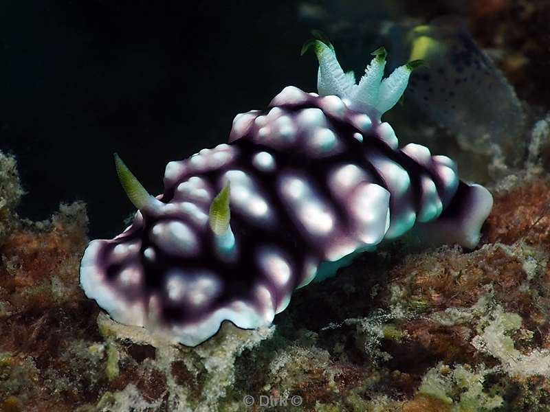 duiken mabul kapalai chromodoris nudibranch