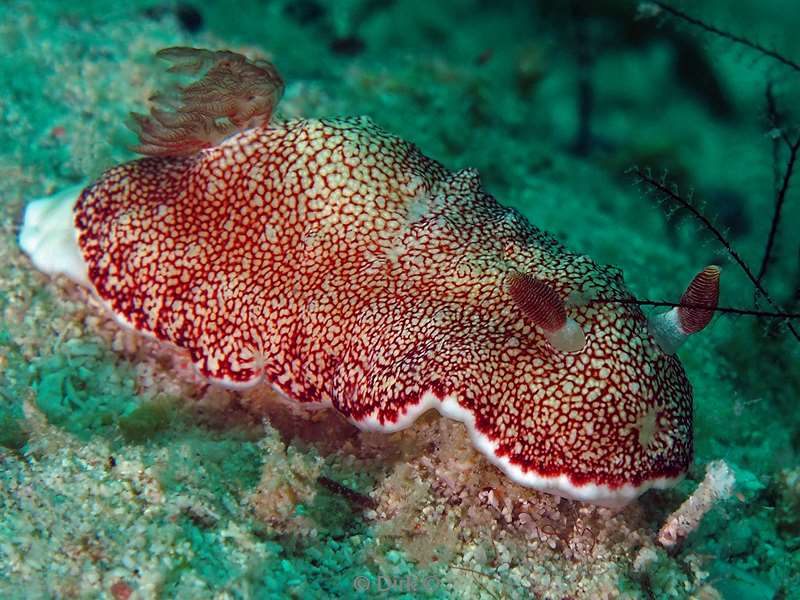 duiken mabul kapalai chromodoris nudibranch
