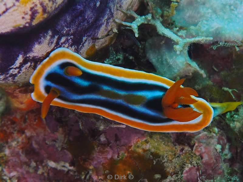 duiken mabul chromodoris nudibranch