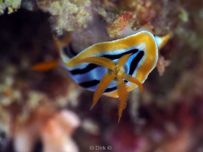 duiken mabul kapalai chromodoris nudibranch