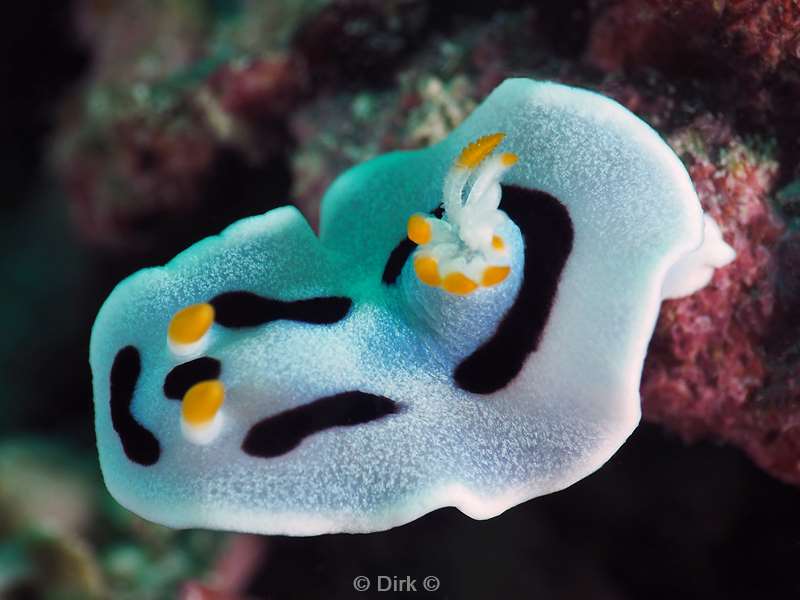 duiken mabul kapalai chromodoris nudibranch
