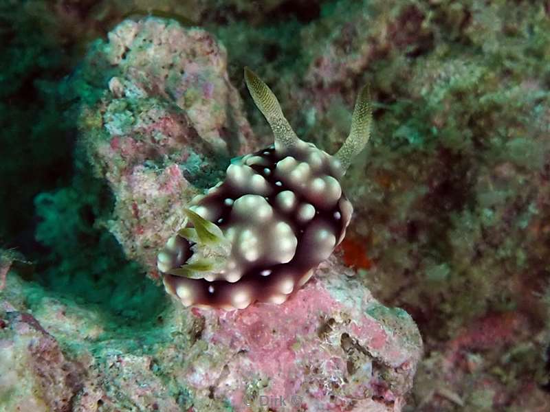 duiken mabul kapalai chromodoris nudibranch