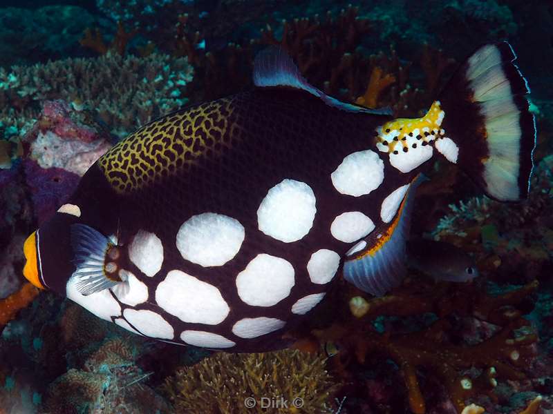 duiken sipadan clown triggerfish