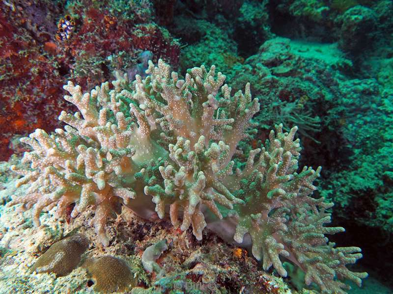 duiken mabul kapalai coral