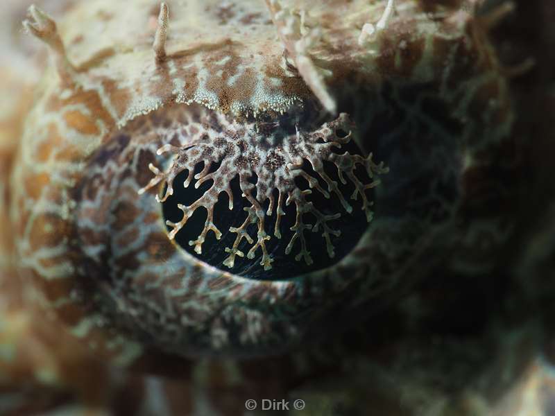 duiken mabul kapalai eye crocodile fish