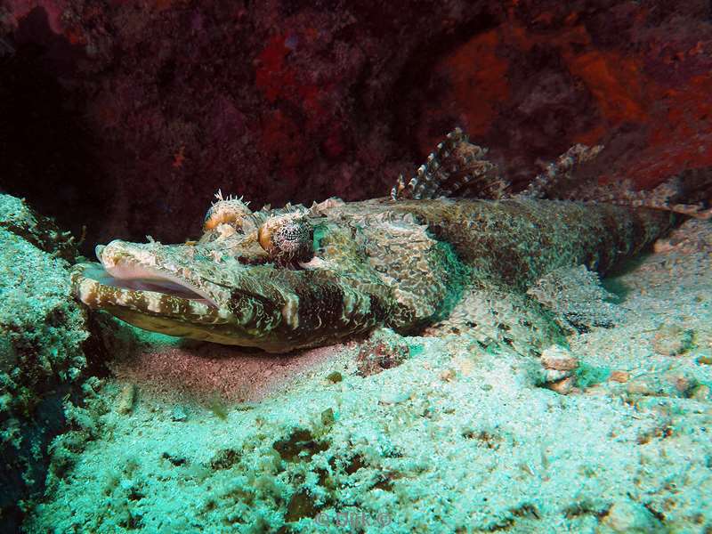 duiken mabul kapalai crocodile fish