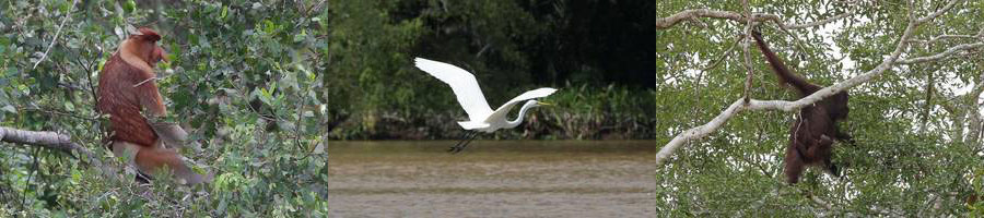 borneo rainforest kinabatangan river wildlife