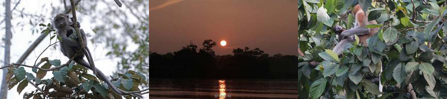 borneo rainforest kinabatangan river wildlife