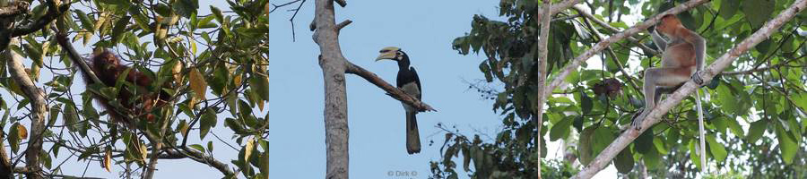 borneo rainforest kinabatangan river wildlife