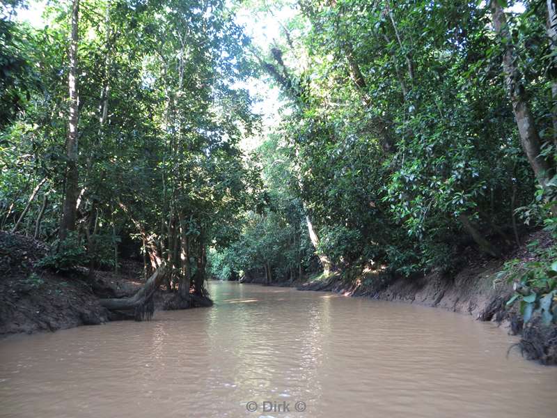 maleisie borneo kinabatangan rivier