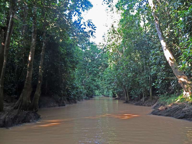 maleisie borneo kinabatangan rivier