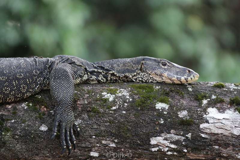 maleisie borneo kinabatangan rivier hagedis