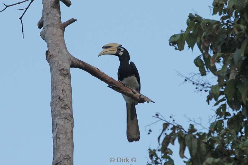 malaysia borneo kinabatangan river hornbill