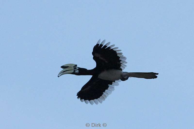 maleisie borneo kinabatangan rivier hornbill