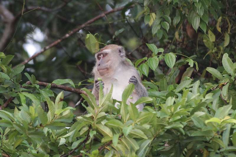 malaysia borneo kinabatangan river macaca