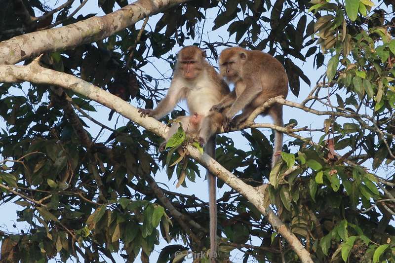 malaysia borneo kinabatangan river macaca