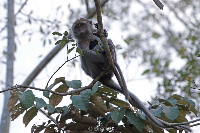 maleisie borneo kinabatangan rivier makaken