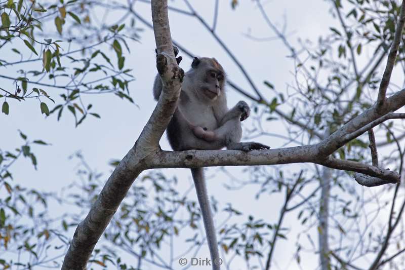 maleisie borneo kinabatangan rivier makaken