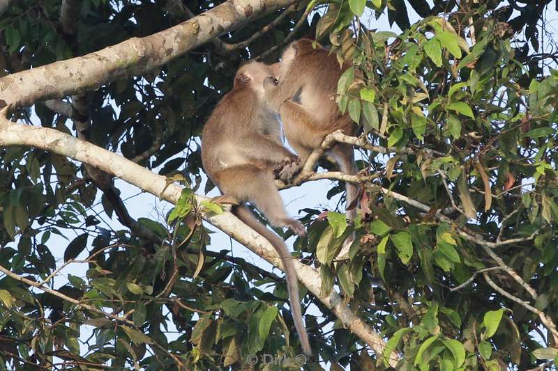 maleisie borneo kinabatangan rivier makaken